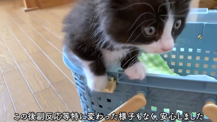 出る猫