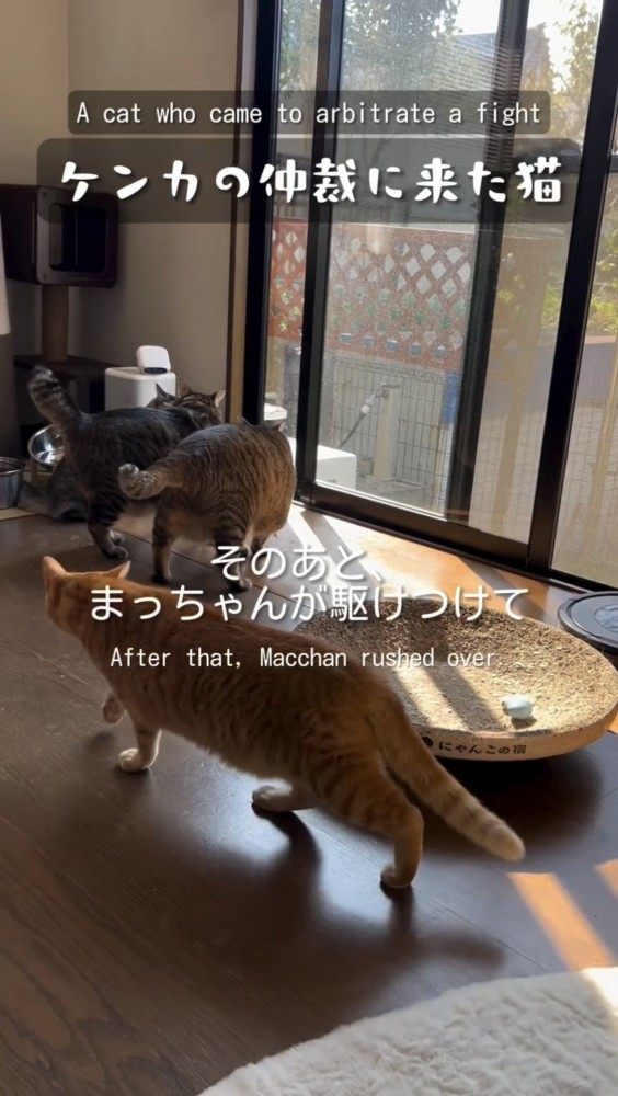 部屋を歩く猫