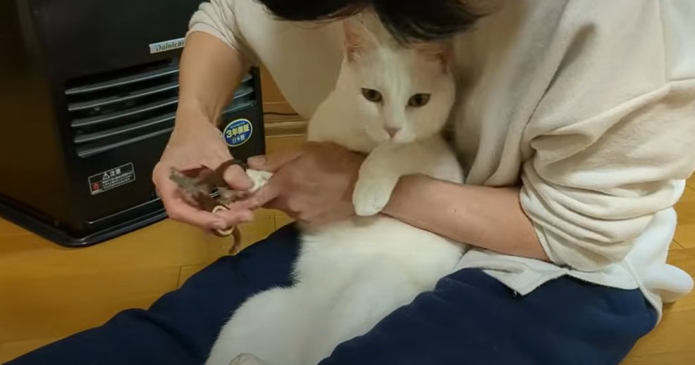 爪を切られる猫