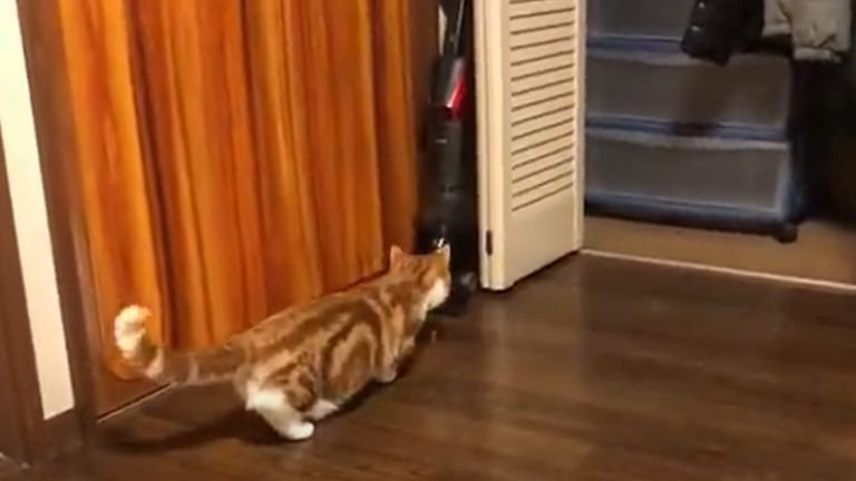 掃除機に近寄る猫