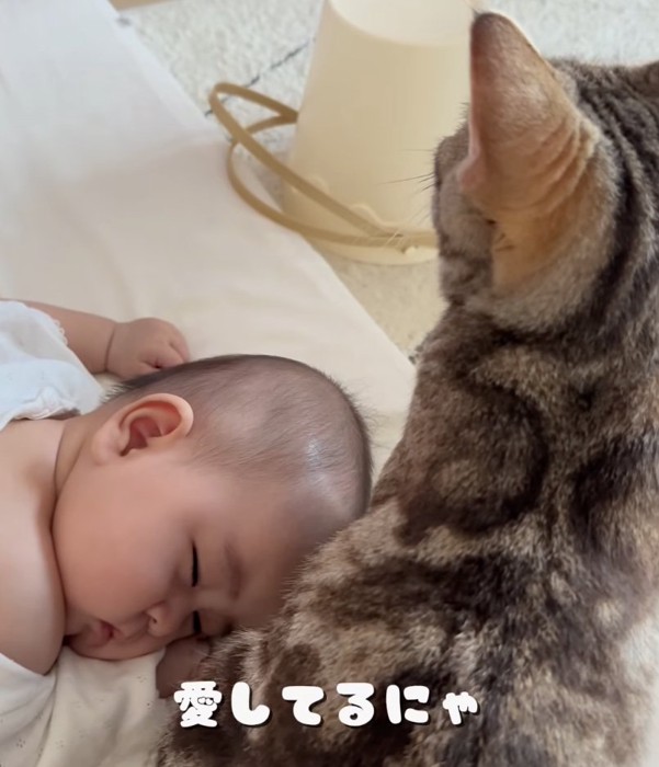 正式に家族となった子猫さん