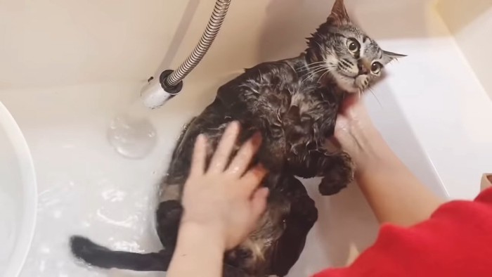 お湯に浸かる猫