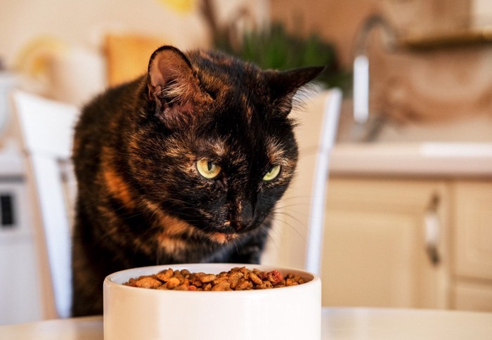 餌を食べるサビ猫