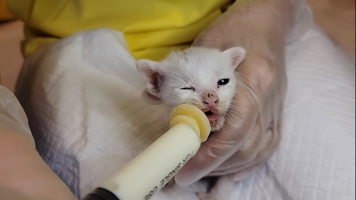 ミルクを飲む子猫