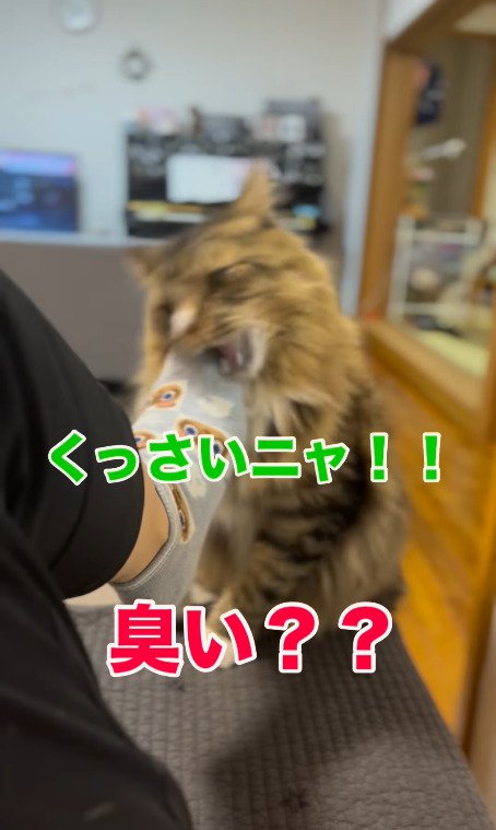 靴下に噛み付く猫