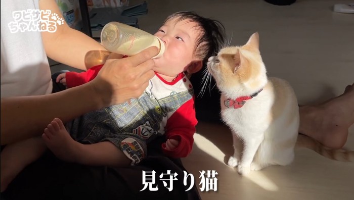 ミルク中の赤ちゃんを見守る猫