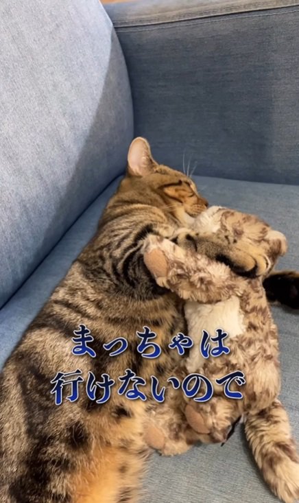 ぬいぐるみと寝る猫