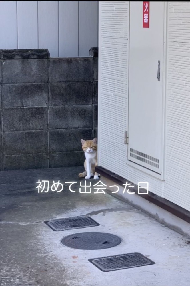 物陰に隠れる猫