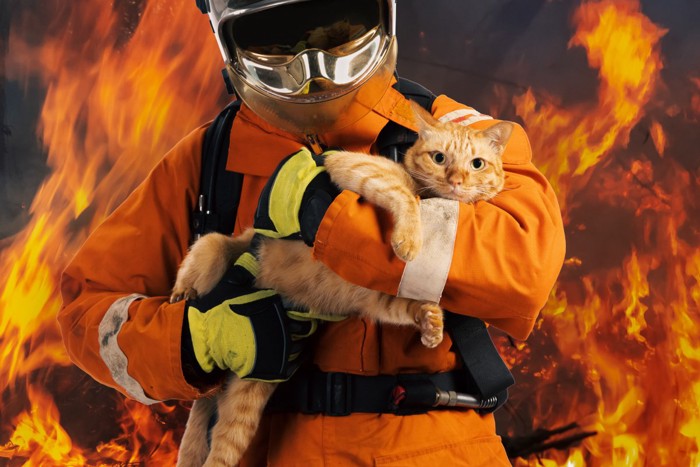 火災現場から救出される猫