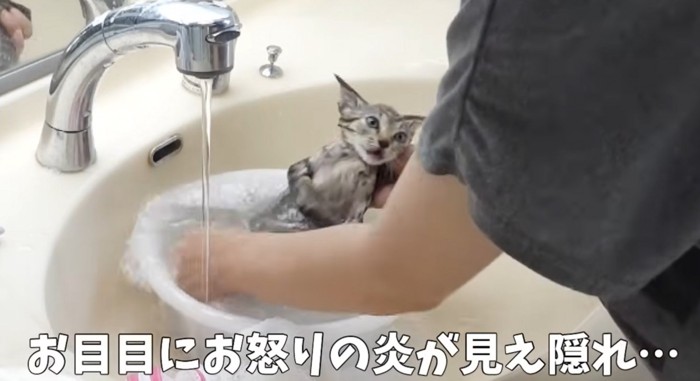 洗面器の中で右横向きになってお湯をかけられる子猫