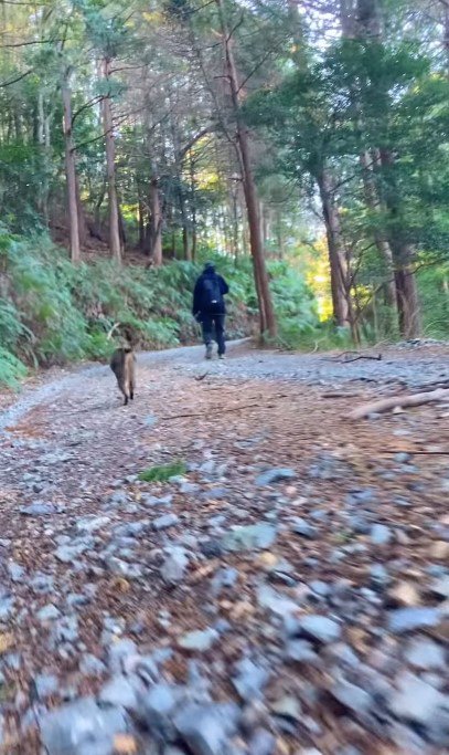 飼い主さんの後を追いかけるてんてんちゃん