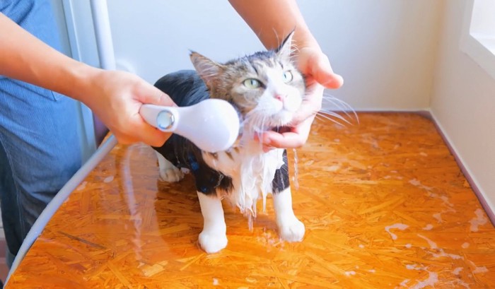 シャワーで洗い流されている猫