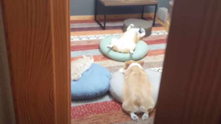扉の隙間から見える猫と犬がいる部屋