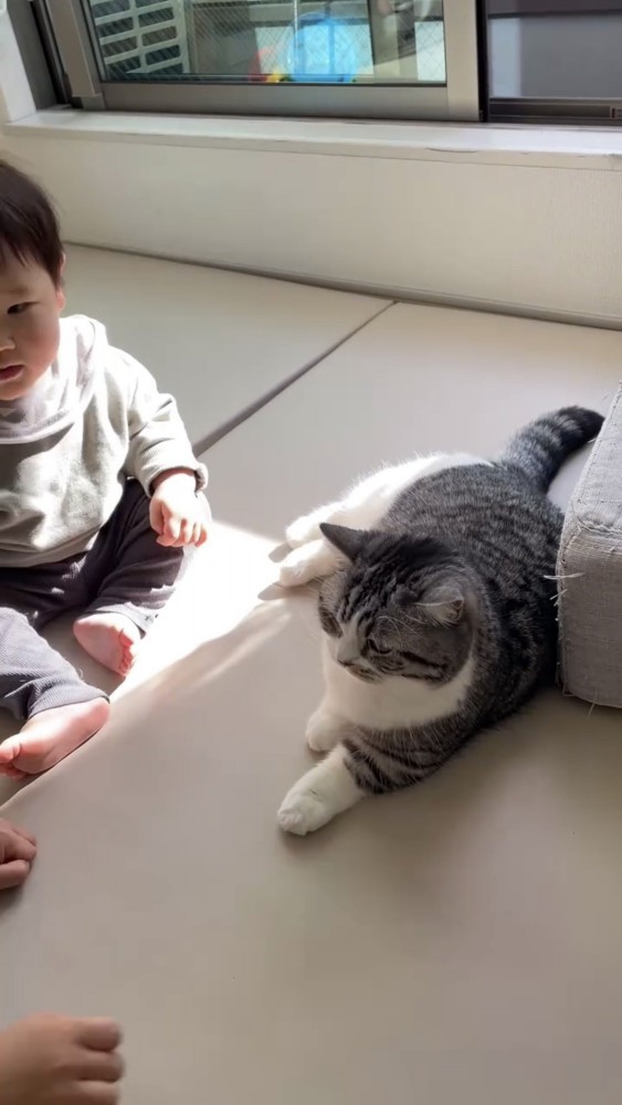 遊ぶ赤ちゃんと猫