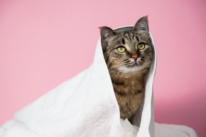 タオルに包まった猫