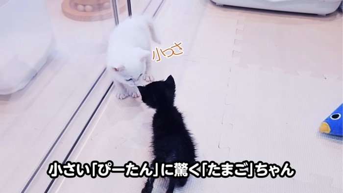 対面する2匹の子猫