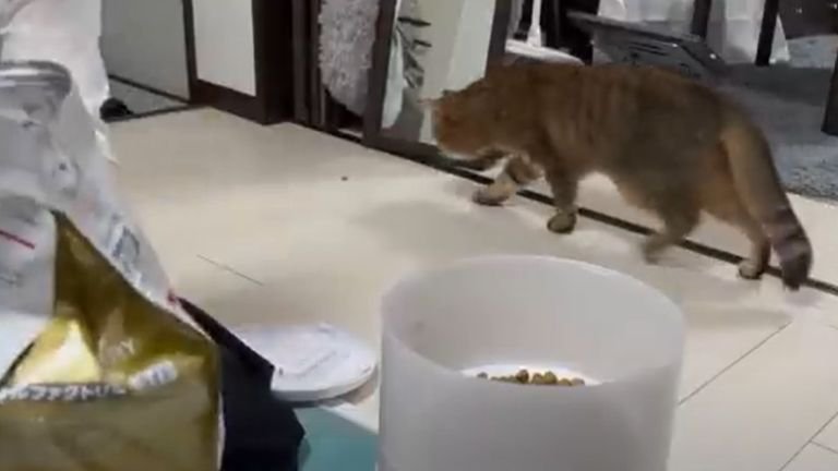 床に落ちたフードを食べる猫