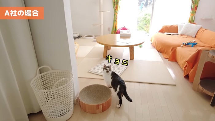 キョロキョロする猫