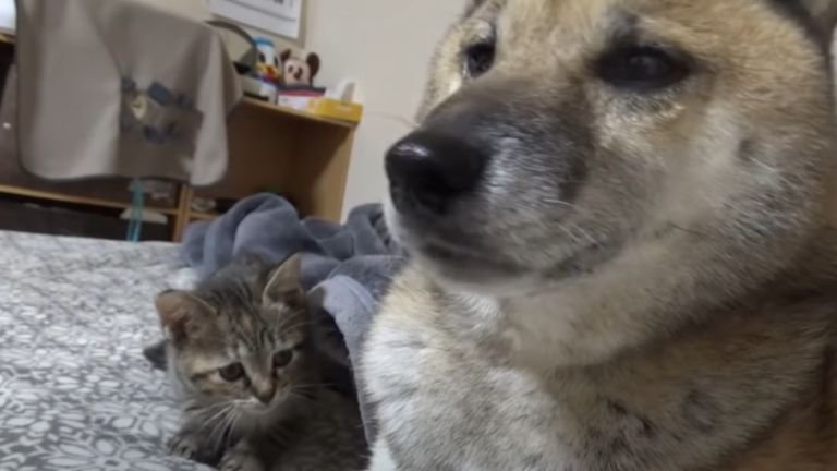 柴犬と子猫