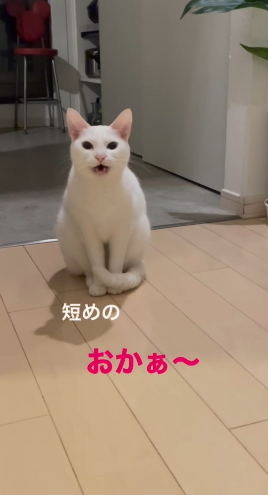 離れたところで口を開ける猫