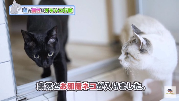 黒猫と白系猫