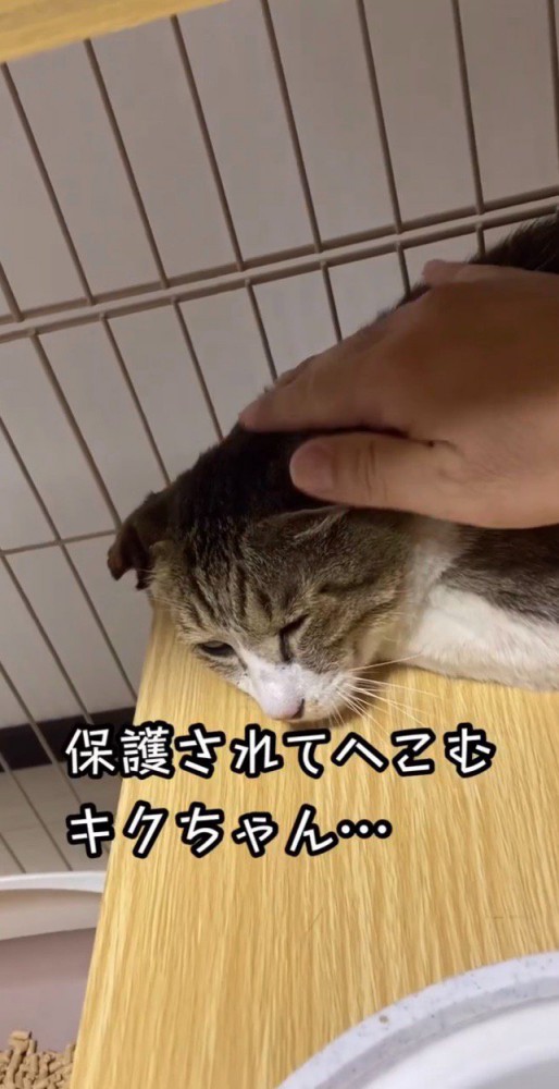 へこむ猫ちゃん