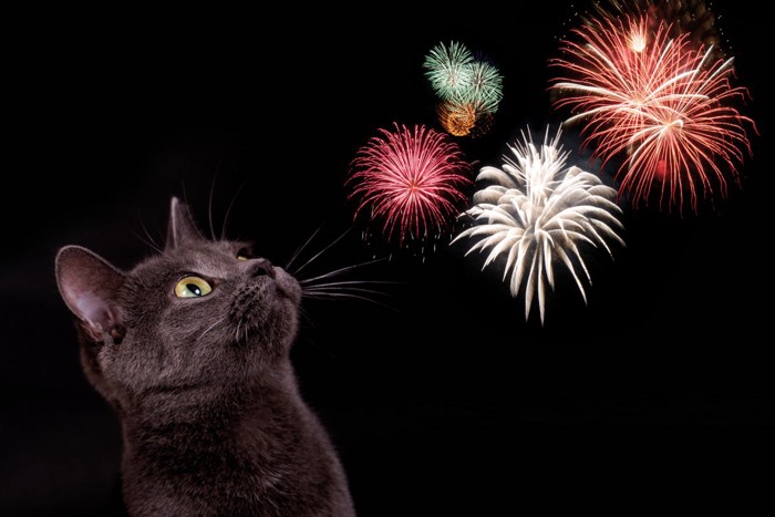 花火を見上げる黒猫