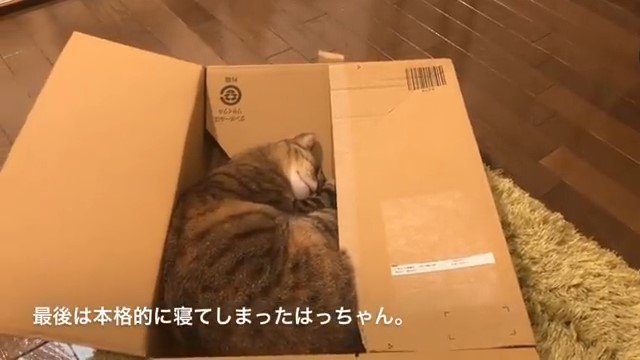 箱の中で丸くなって寝る猫