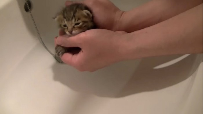 手で包まれる子猫