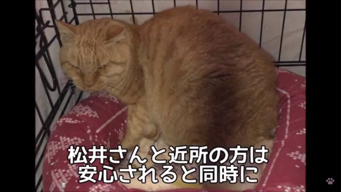 保護された猫