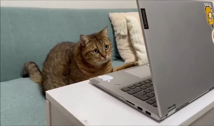 パソコンのキーボードを触ろうとする猫