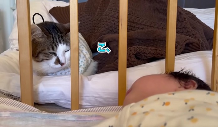 見つめ合う猫と赤ちゃん
