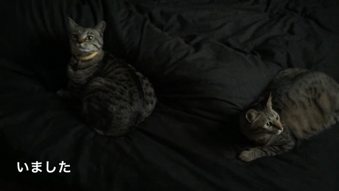 ベッドの上にいる2匹の猫