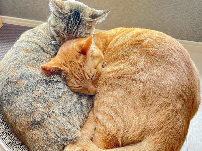 寄り添って眠る2匹の猫