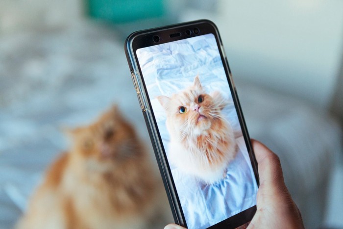 スマホで猫を撮影する様子