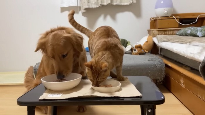 納豆を食べる犬と猫