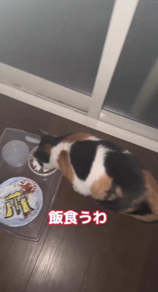 フードを食べる猫