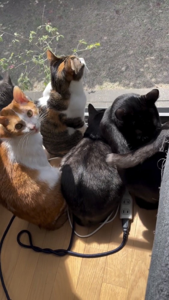 外を眺める大勢の猫