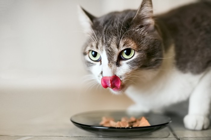食事中に鼻を舐める猫