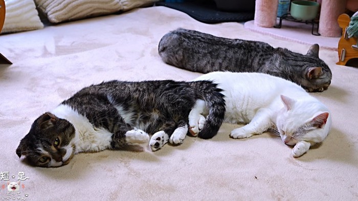 寝ている3匹の猫