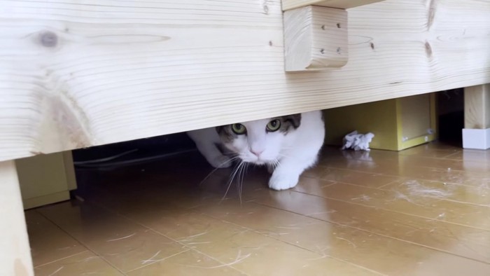 ベッドの下から覗く猫