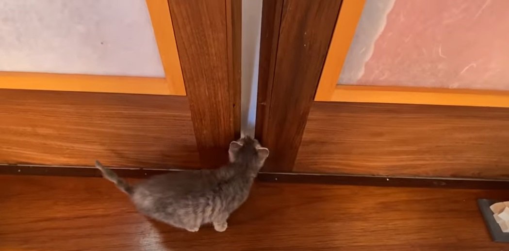 ドアのすき間を覗く子猫