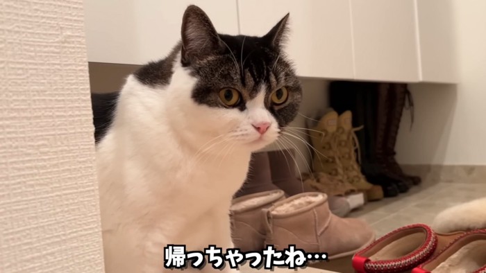 玄関にいる猫