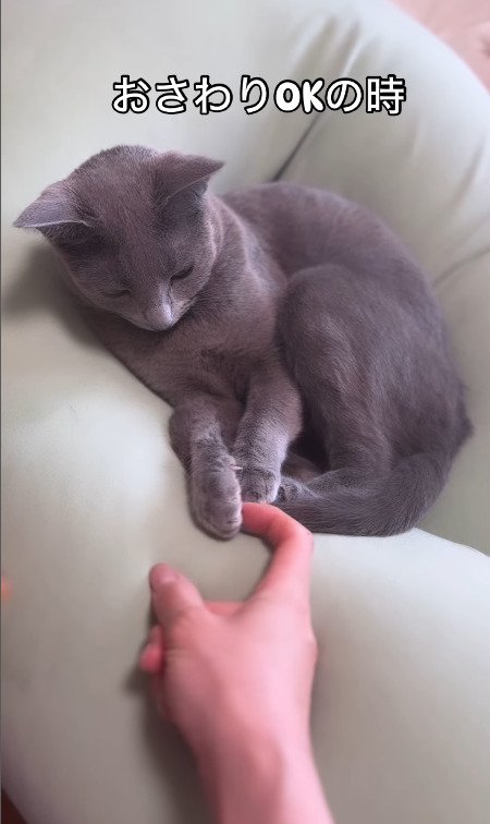 猫の手を触る飼い主さん