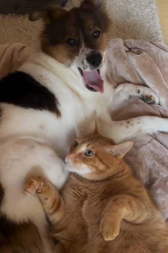犬と猫が寝転がっている