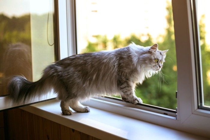 窓をのぞき込む猫