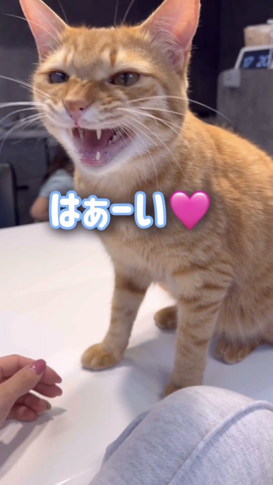 呼びかけに答える猫