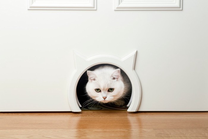 写真5:猫型の猫ドアから顔を覗かせる猫