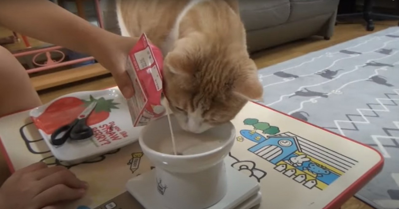 お皿に注いでいる途中のミルクの匂いを嗅ぐ猫