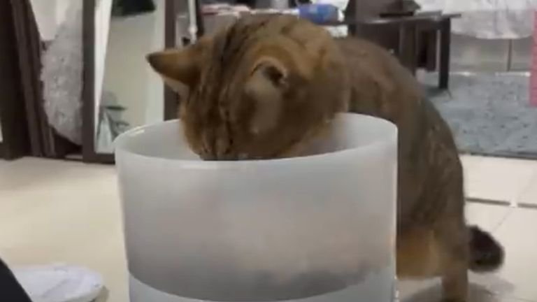 自動給餌器の中のフードを食べる猫